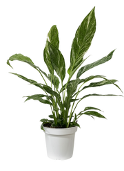 Peace Lily Varigated