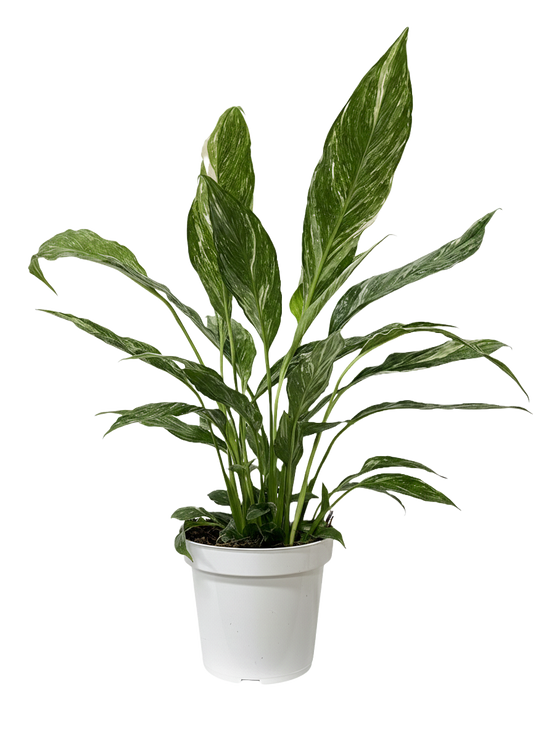 Peace Lily Varigated