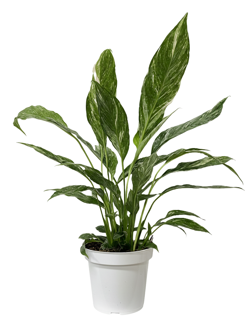 Peace Lily Varigated
