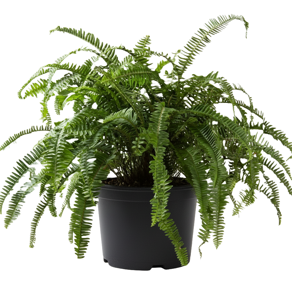 Kimberly Queen Fern