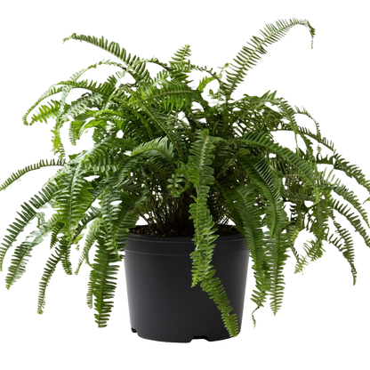 Kimberly Queen Fern