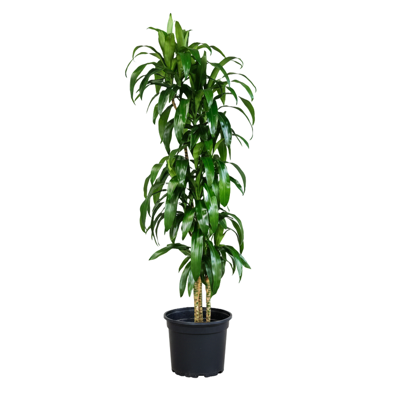 Dracaena Lisa