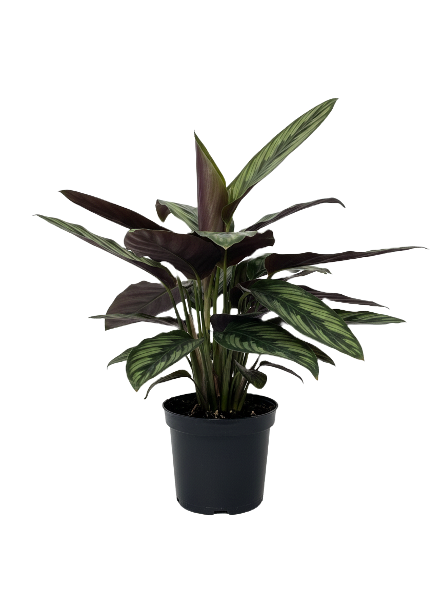 Calathea Beauty Star