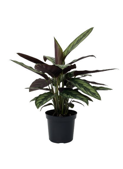 Calathea Beauty Star