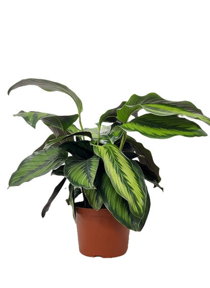 Calathea Beauty Star
