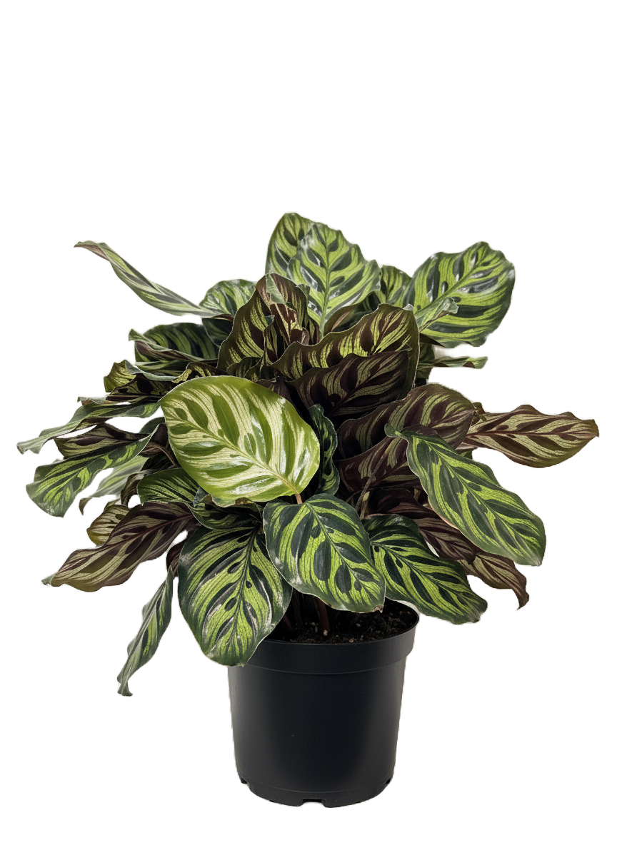 Calathea Peacock