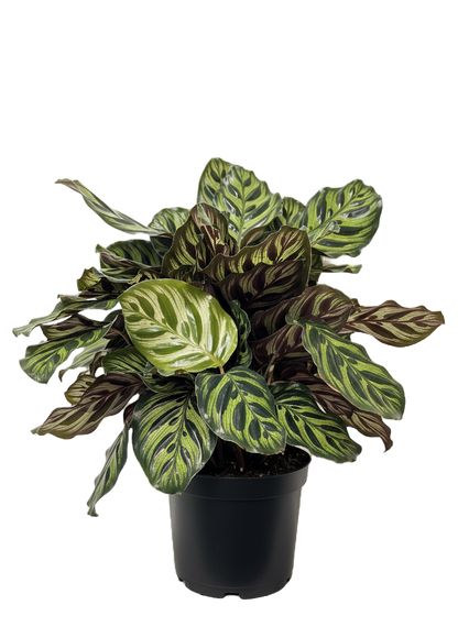 Calathea Peacock