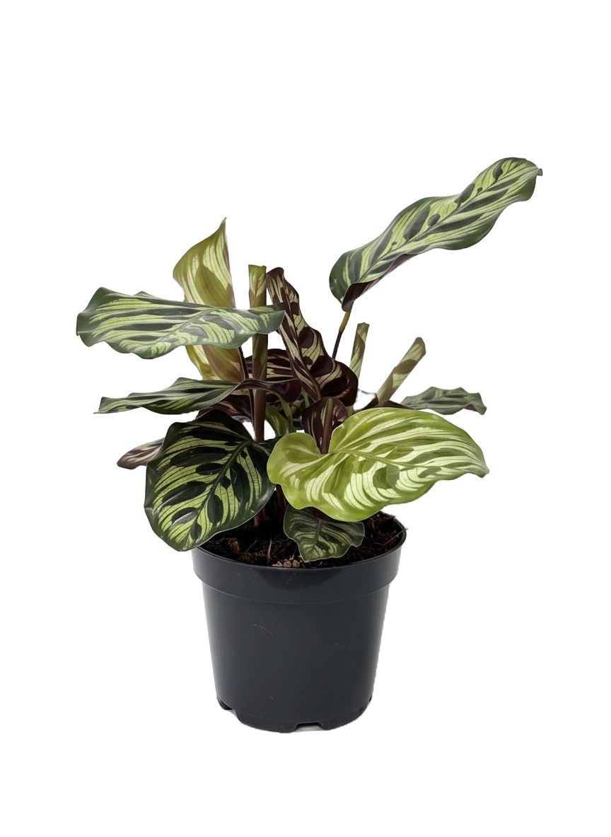 Calathea Peacock