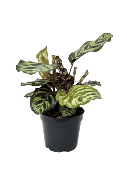 Calathea Peacock