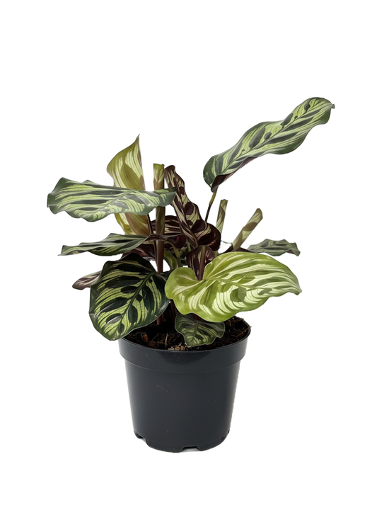 Calathea Peacock