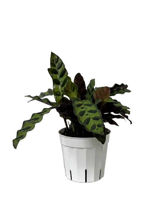 Calathea Lancifolia