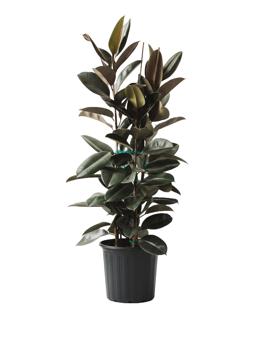 Ficus Decora Burgundy