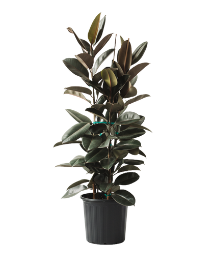 Ficus Decora Burgundy