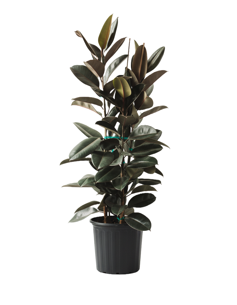 Ficus Decora Burgundy