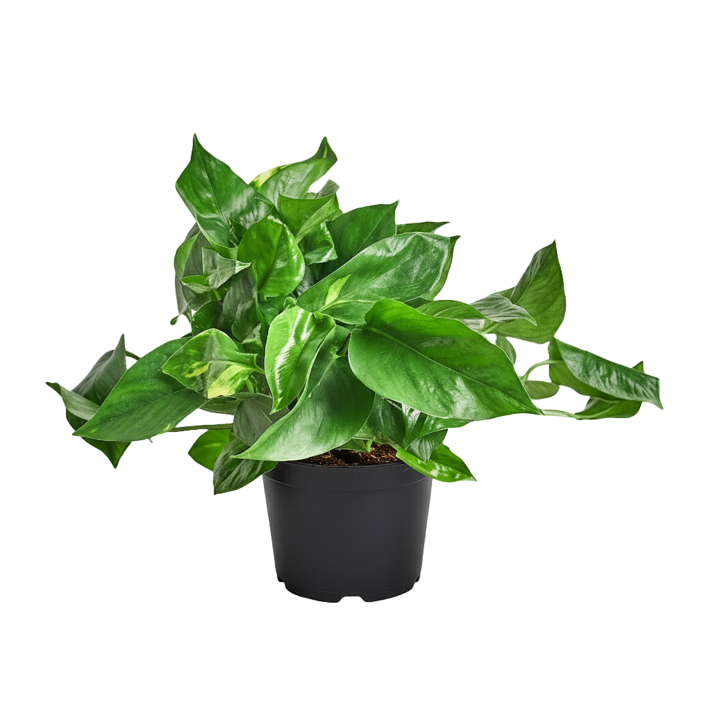 Golden Pothos