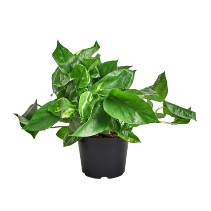 Golden Pothos
