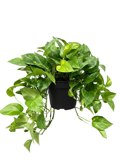 Golden Pothos