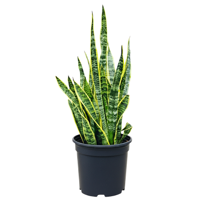 Snake Plant Laurentii