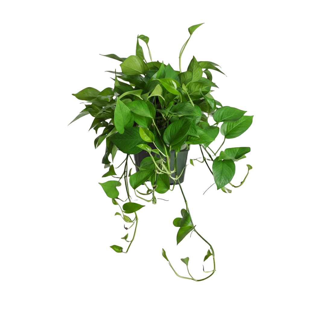 Green Jade Pothos