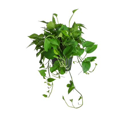 Green Jade Pothos