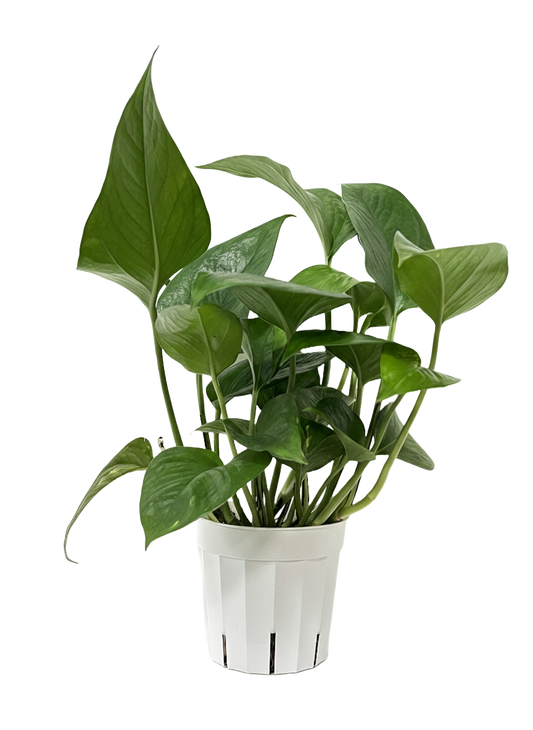 Green Jade Pothos