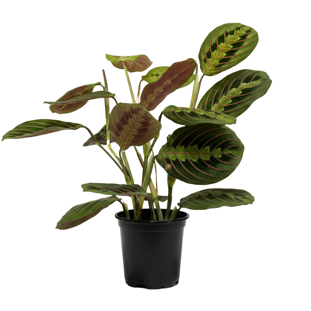 Maranta Red