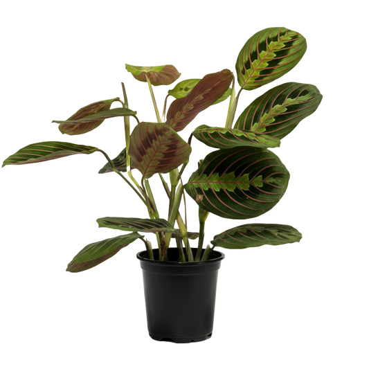 Maranta Red