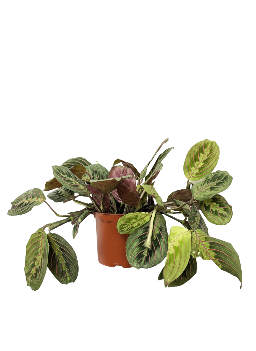 Maranta Red