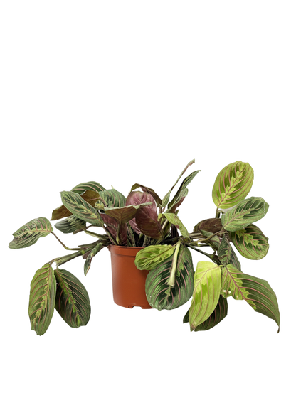 Maranta Red