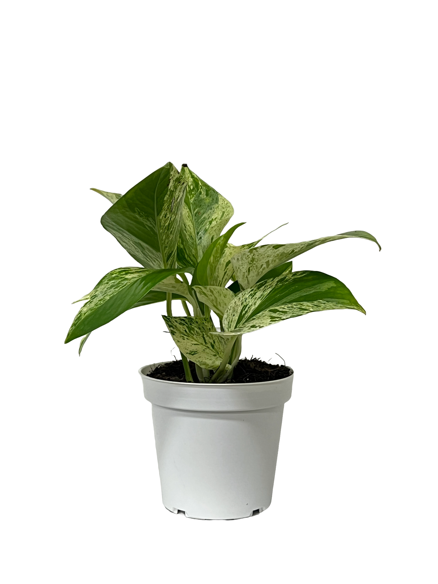 Marble Queen Pothos