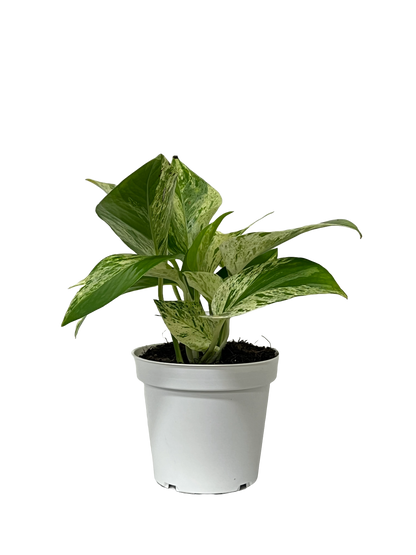 Marble Queen Pothos