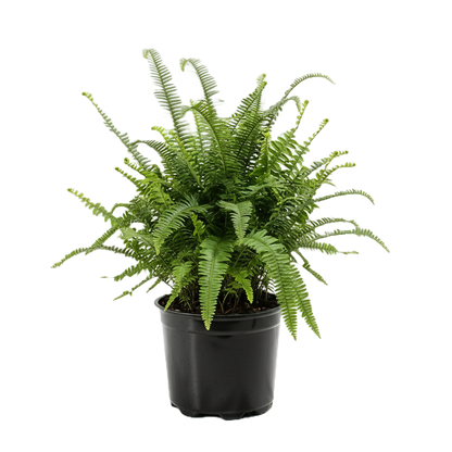 Kimberly Queen Fern
