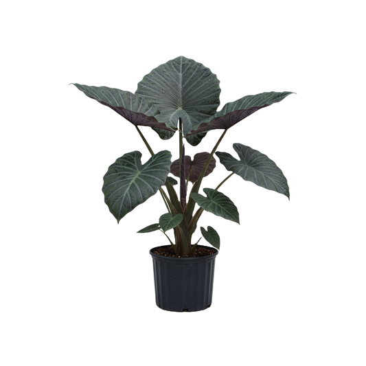 Alocasia Regal Shield