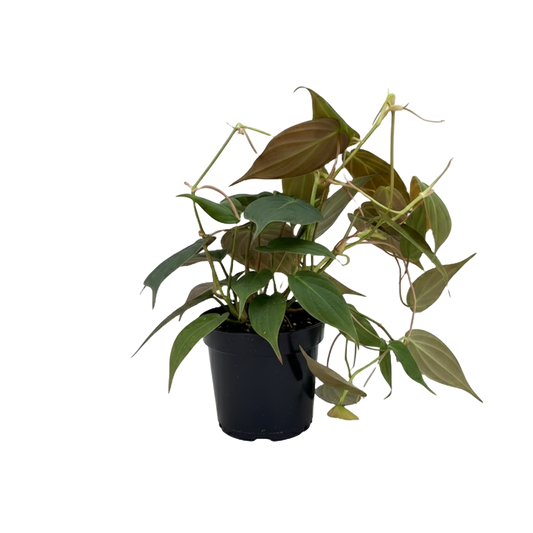Philodendron Mican