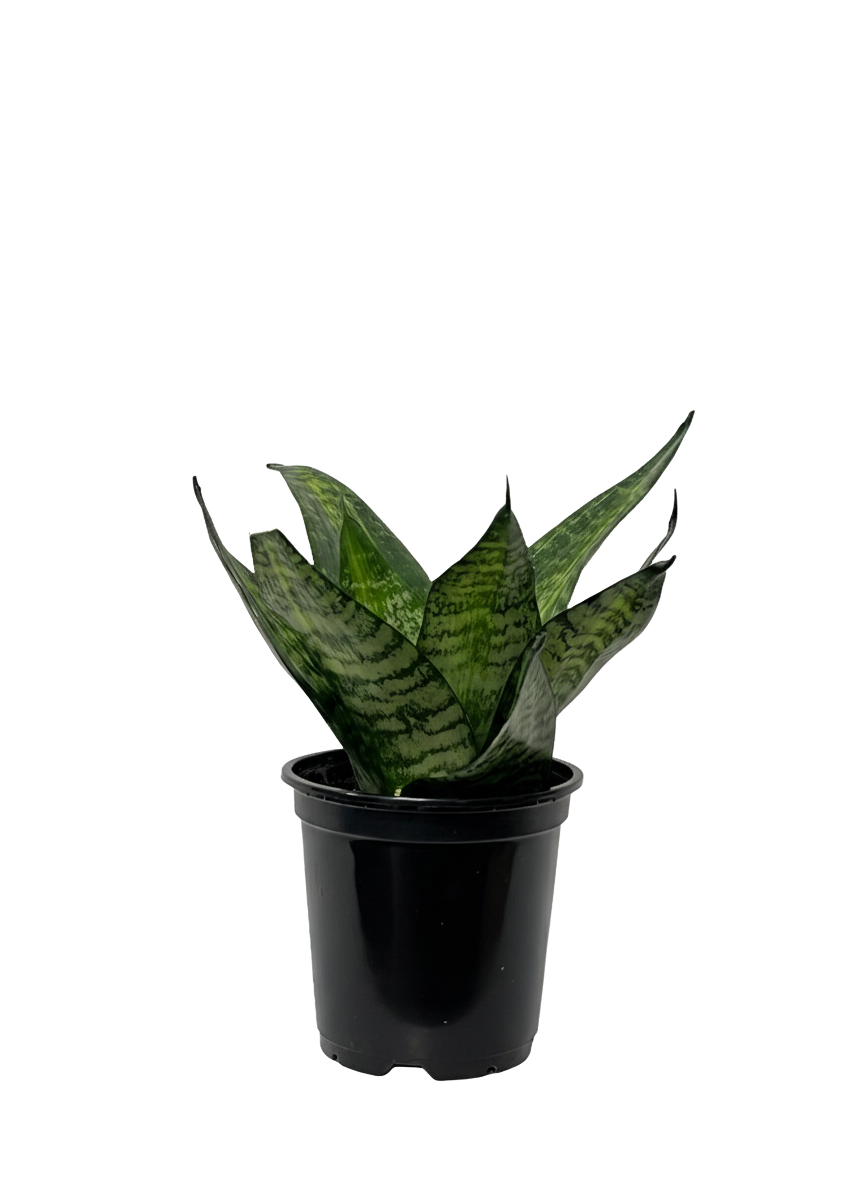 Snake Plant Hanhii