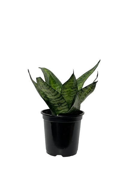 Snake Plant Hanhii