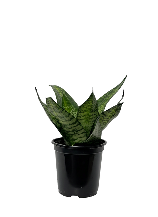 Snake Plant Hanhii
