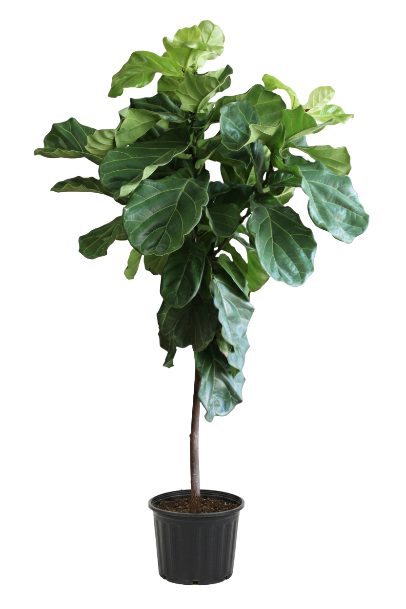 Ficus Lyrata