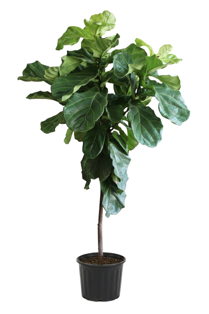 Ficus Lyrata