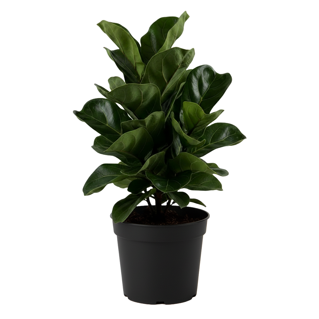 Ficus Lyrata