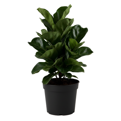 Ficus Lyrata