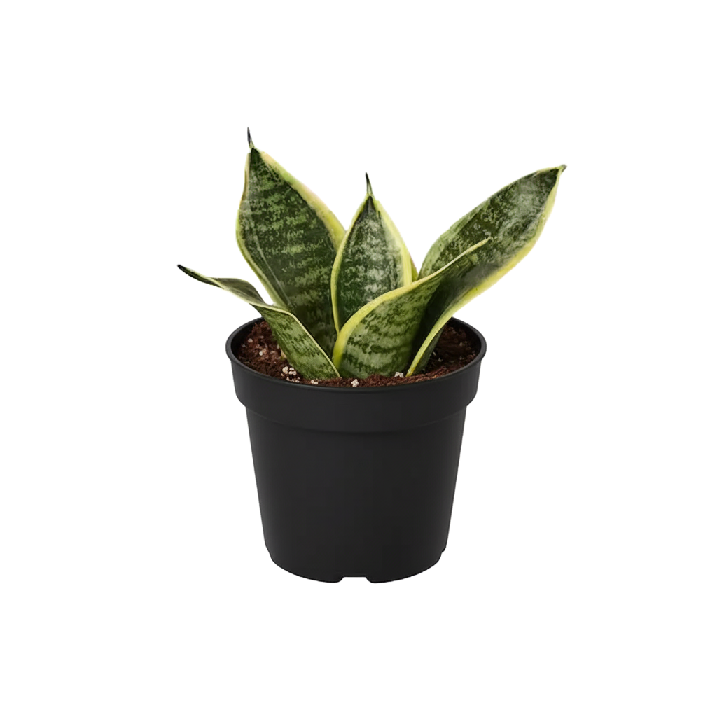 Snake Plant Hanhii