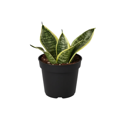 Snake Plant Hanhii