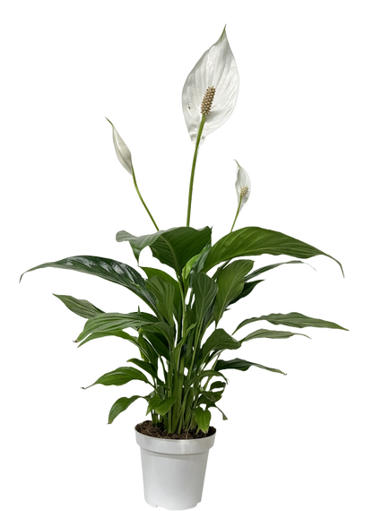 Peace Lily