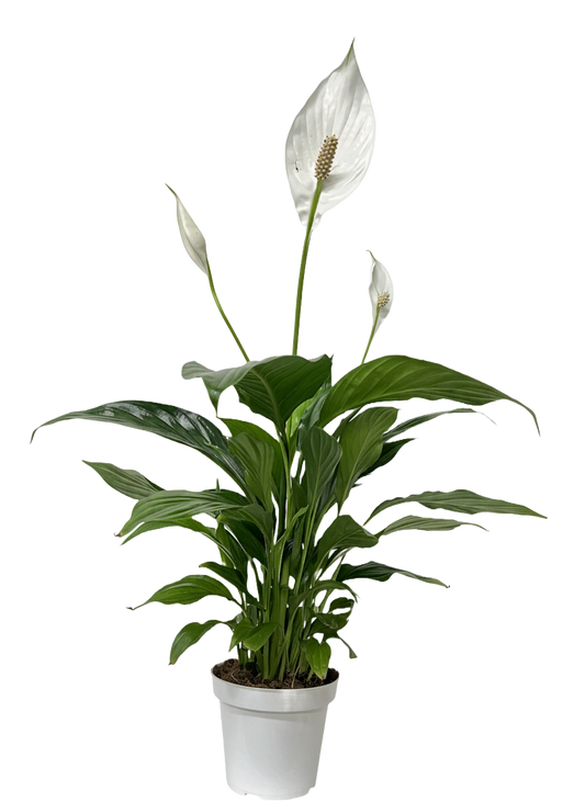 Peace Lily