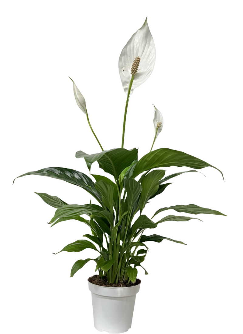 Peace Lily