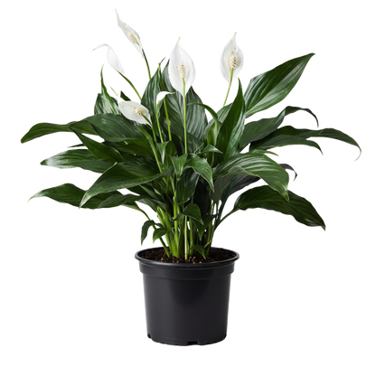 Peace Lily