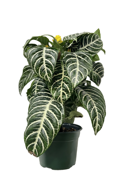 Aphelandra Zebra
