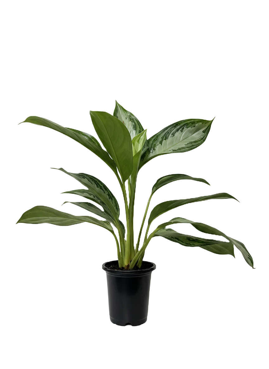 Aglaonema Silver Bay