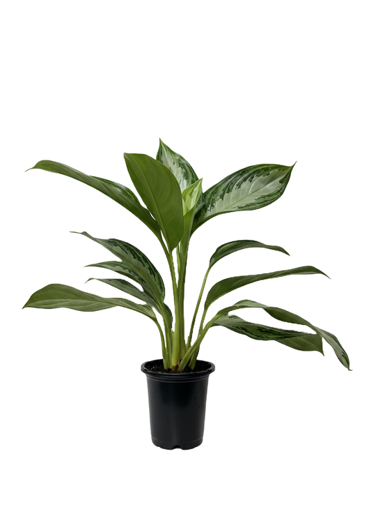 Aglaonema Silver Bay